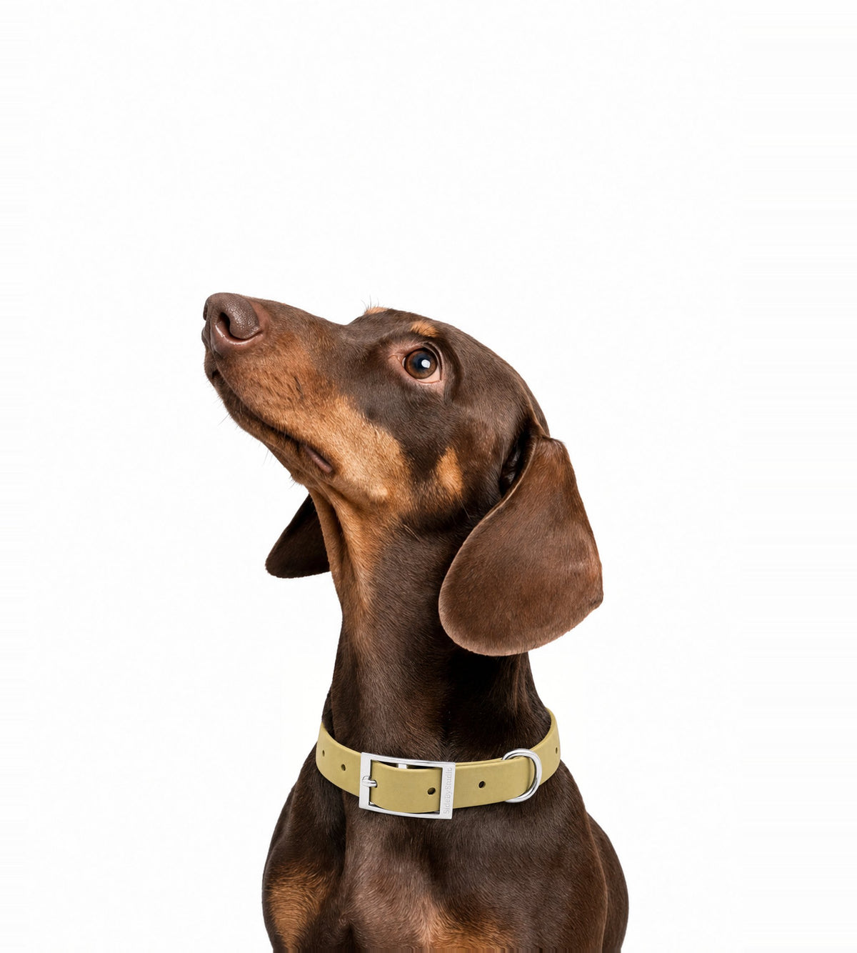 The Line · Moss - Waterproof Adjustable Dog Collar