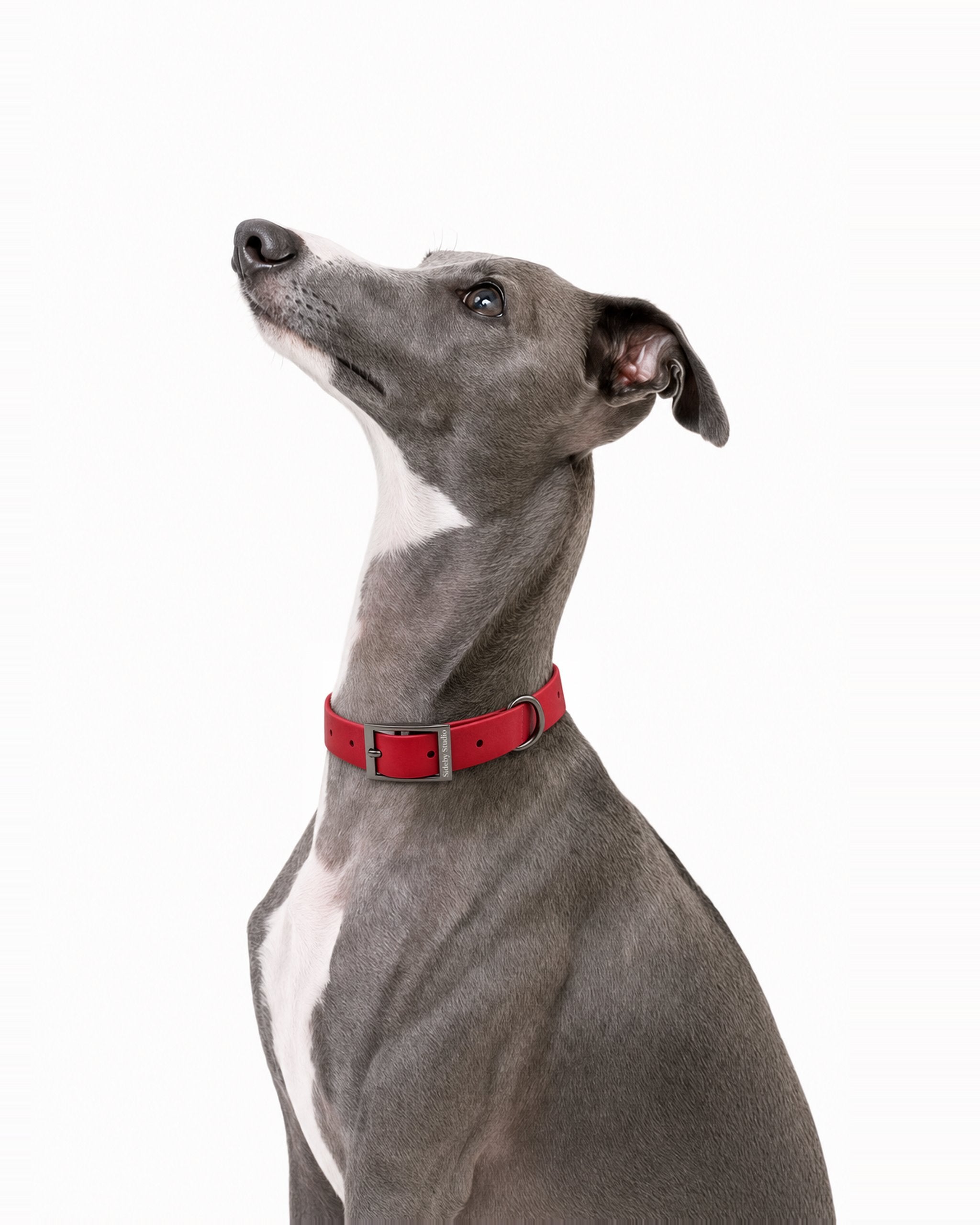 The Line · Rouge - Waterproof Adjustable Dog Collar
