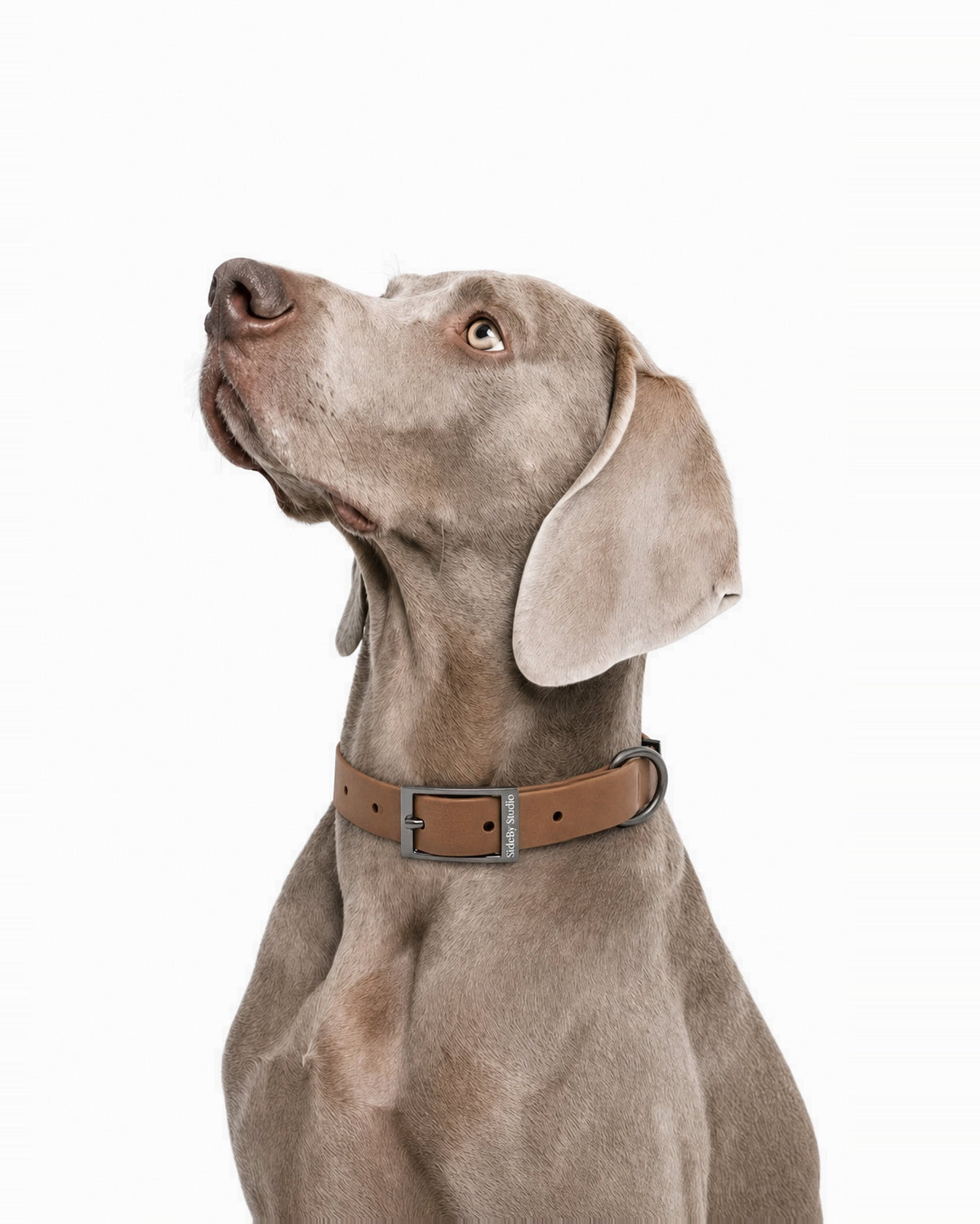 The Line · Umber - Waterproof Adjustable Dog Collar